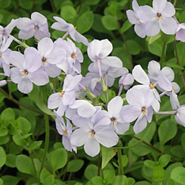6 x Phlox stolonifera 'Ariane' Bodembedekker - Pot van 9x9 cm