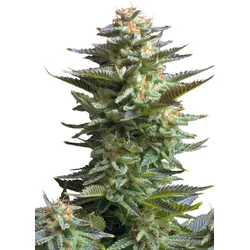 Royal Queen Seeds Amnesia Haze 1 Samen - 1