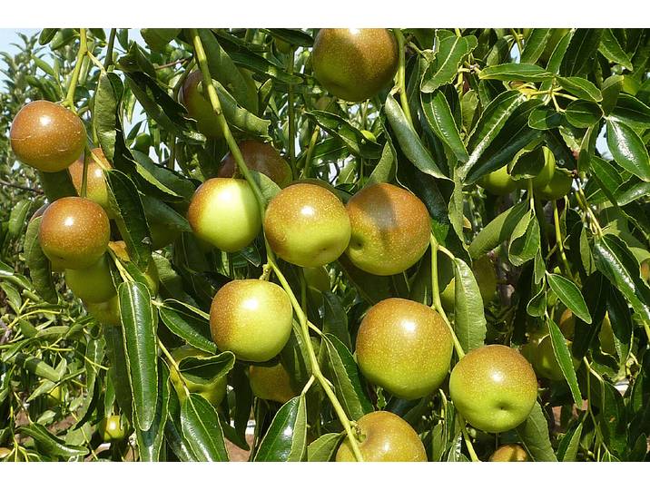 Chinesische Dattel Dongzao ' (Ziziphus jujuba 'Dongzao '), Topfgrösse Ø22cm'