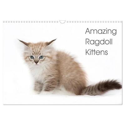 Amazing Ragdoll Kittens (Wall Calendar 2027 DIN A3 landscape), CALVENDO 12 Month Wall Calendar