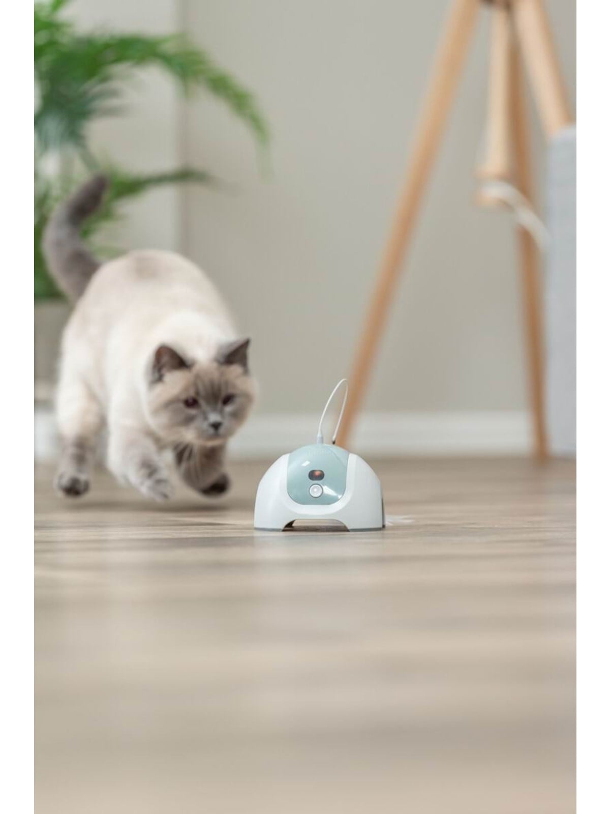 Trixie Catch Me Interaktives Katzenspielzeug mit Fernbedienung