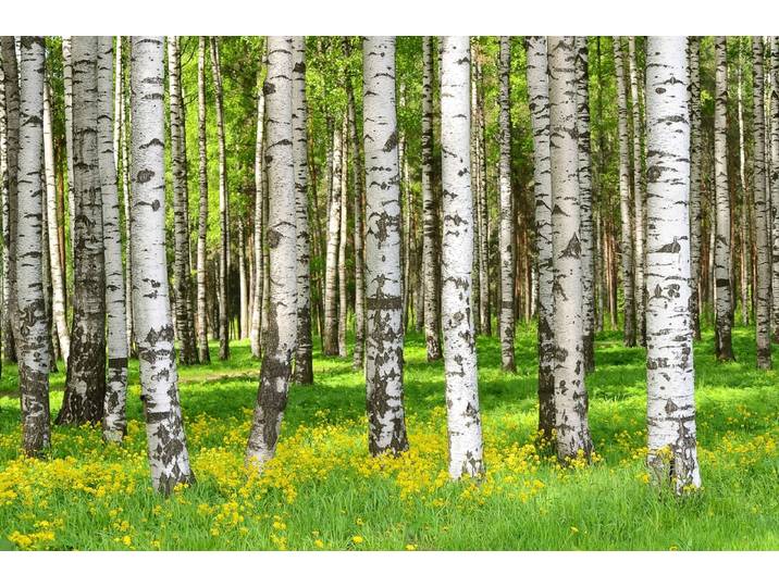 Fototapete PAPERMOON Birkenwald , bunt, B:3,5m L:2,6m, Vlies, Tapeten, Fototapete