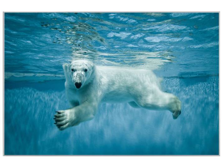 Bild mit Rahmen Eisbär image LAND