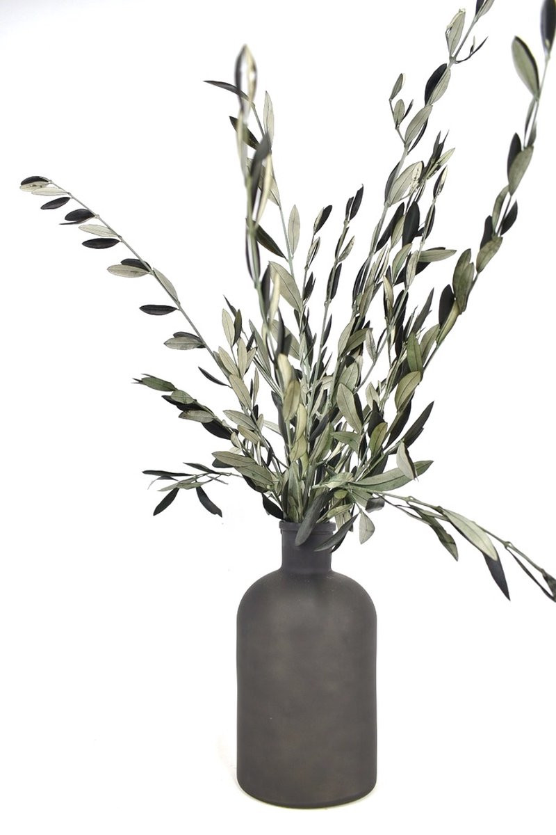 Verse olijftakken om te drogen van Natuurlijk Bloemen, 50-60 cm