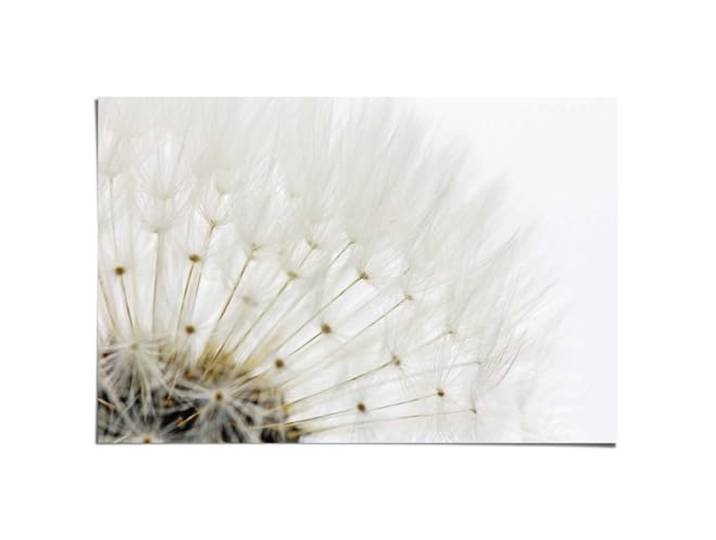REINDERS Poster, Pusteblume, Schlafzimmer, Poster, Wanddeko, Room Decor, Bilderdruckpapier, Weiß, 61 x 91,5