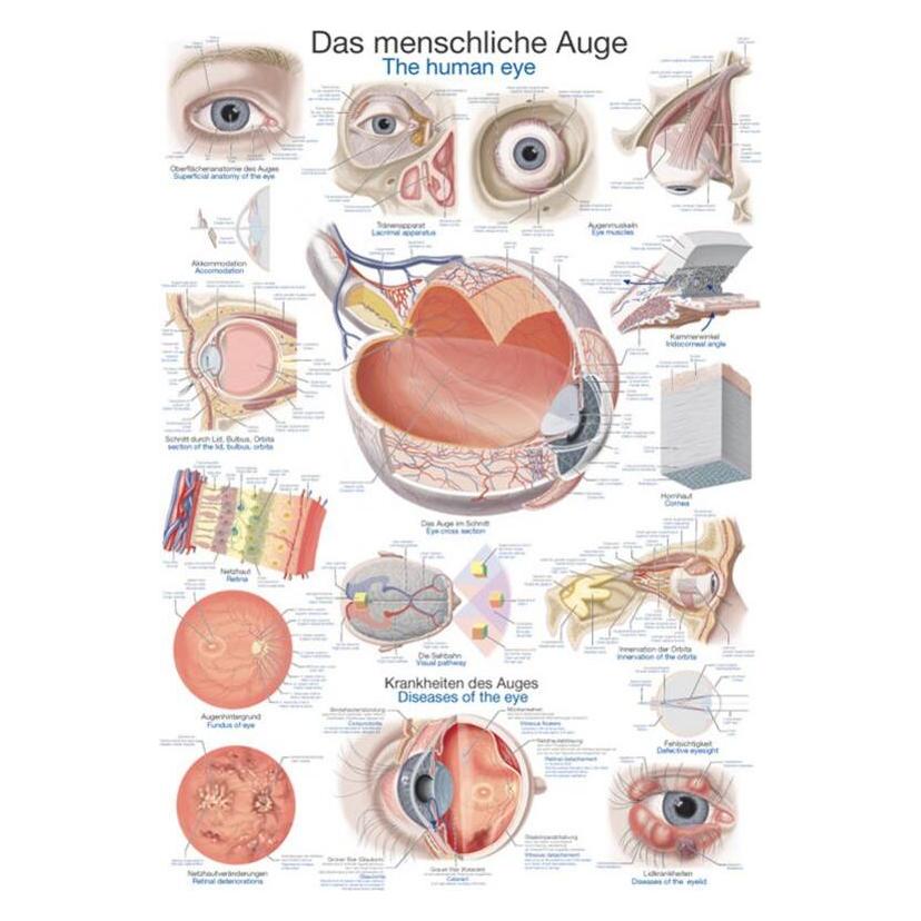 Erler Zimmer Lehrtafel Das menschliche Auge, 70x100cm (EZ-AL111)