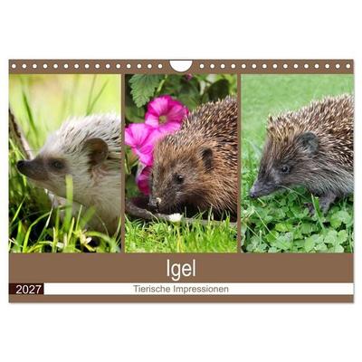 Igel 2027. Tierische Impressionen (Wandkalender 2027 DIN A4 quer), CALVENDO Monatskalender