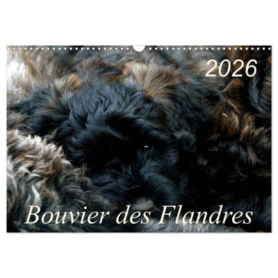 Bouvier des Flandres (Wandkalender 2026 DIN A3 quer), CALVENDO Monatskalender