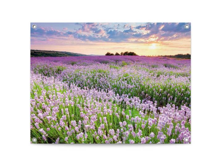Poster REINDERS Lavender Field , lila (farbe bild(er): lila), B:80cm H:60cm T:0,1cm, Bilder, Poster, Garten - Landschaft - Natur - Lila - Leinwand - 80x60 cm