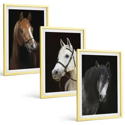 BILDER SET 3er Set - 40x60 cm Goldrahmen - Porträts von Pferden in verschiedenen Fellfarben
