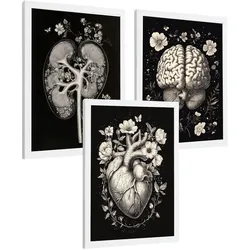 POSTER Set aus 3 Anatomie Mensch Drucke und Wandbilder mit Niere Harnsystem Gehirn und Herz Klassisches Schwarz Weiß Design Größe Weißer Rahmen A3
