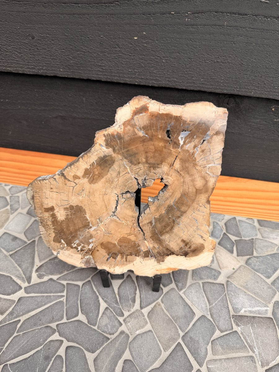 GemWood Schijf Versteend Hout