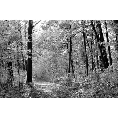Papermoon "Waldweg"