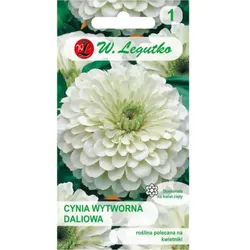 Zinnia elegant Dalia Polar Bear – weiß