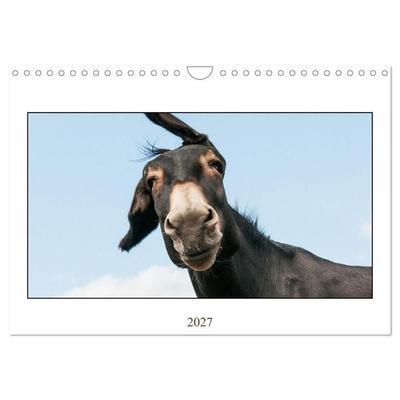 Esel Lebensfreude - Spaß mit Langohren (Wandkalender 2027 DIN A4 quer), CALVENDO Monatskalender