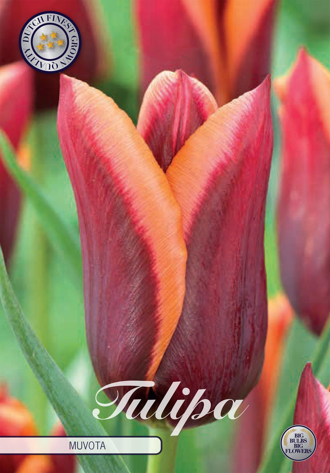 Sam van Schooten Tulpenbollen Muvota (7 stuks)