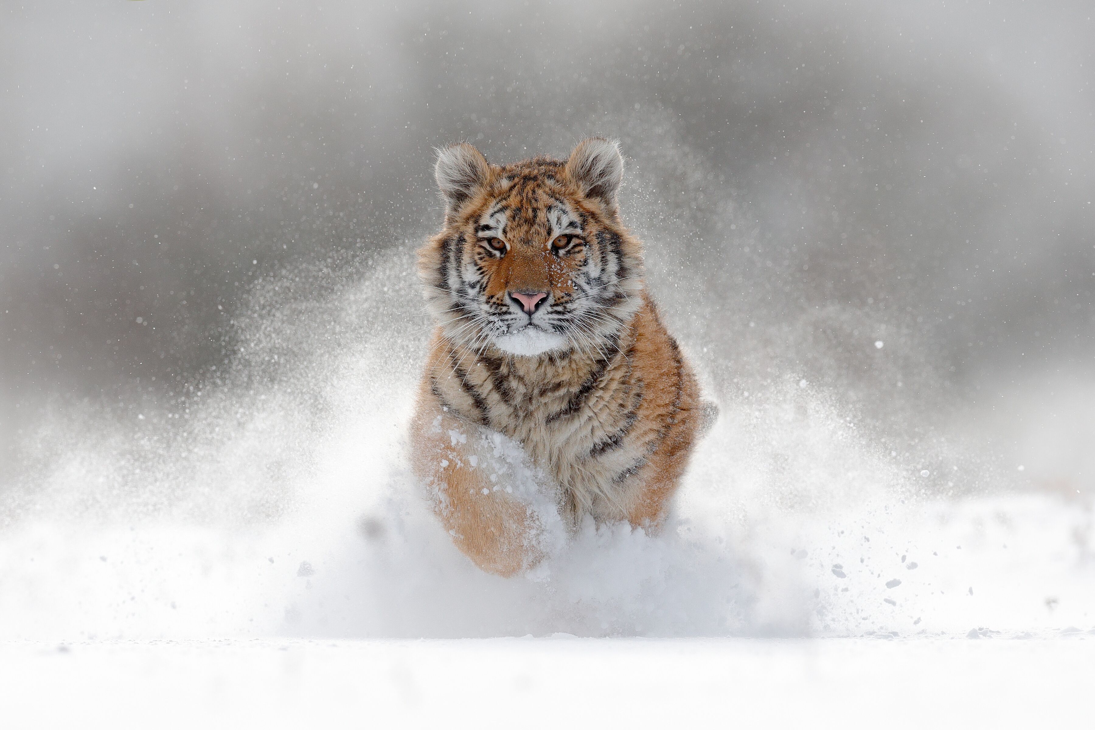 Fototapete PAPERMOON "Siberian Tiger", bunt, B:3m L:2,23m, Vlies, Tapeten, Fototapete bunt B/L: 3m x 2,23m, Bahnen: 6 Stk.