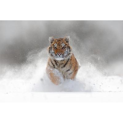 Fototapete PAPERMOON "Siberian Tiger", bunt, B:4m L:2,6m, Vlies, Tapeten