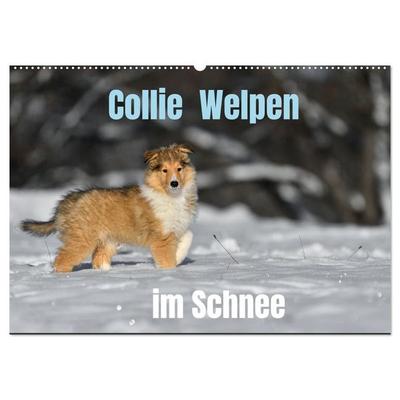 Collie Welpen im Schnee (Wandkalender 2026 DIN A2 quer), CALVENDO Monatskalender