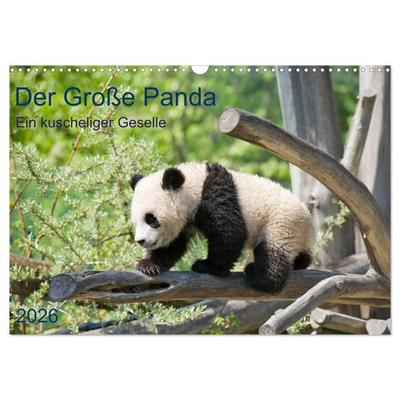 Der Große Panda Ein kuscheliger Geselle (Wandkalender 2026 DIN A3 quer), CALVENDO Monatskalender