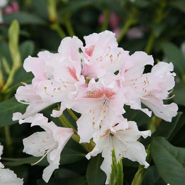Rhododendron Cunningham White Arborix, 60-80 cm