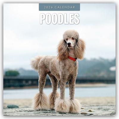Poodles – Pudel 2026 – 16-Monatskalender