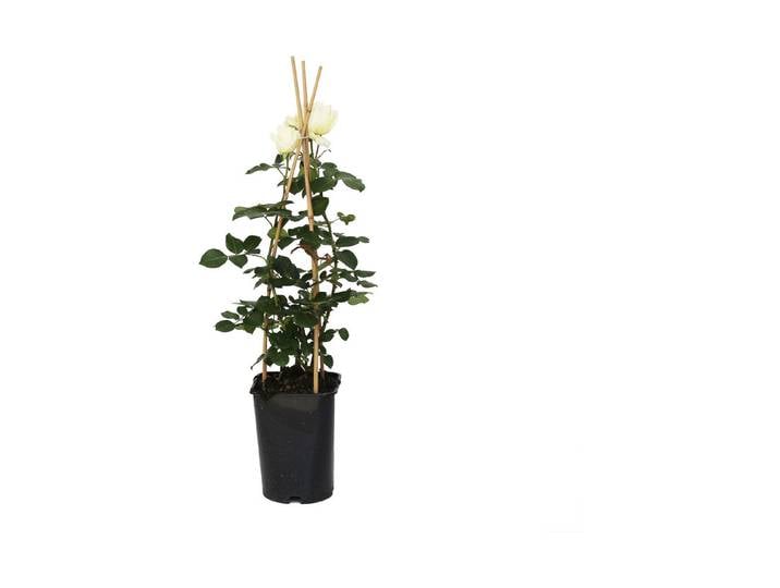 Kletterrose Schneewalzer '®(Rosa 'Schneewalzer '®), TopfgrösseØ25cm'