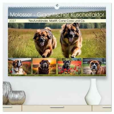 Molosser - Gigantischer Kuschelfaktor (hochwertiger Premium Wandkalender 2027 DIN A2 quer), Kunstdruck in Hochglanz