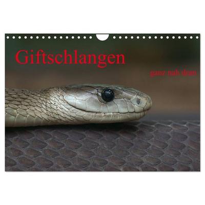 Giftschlangen, ganz nah dran (Wandkalender 2026 DIN A4 quer), CALVENDO Monatskalender