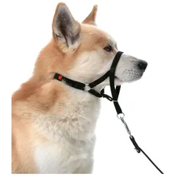 Karlie Erziehungshilfe (S, Hund, Spazieren), Halsband + Leine