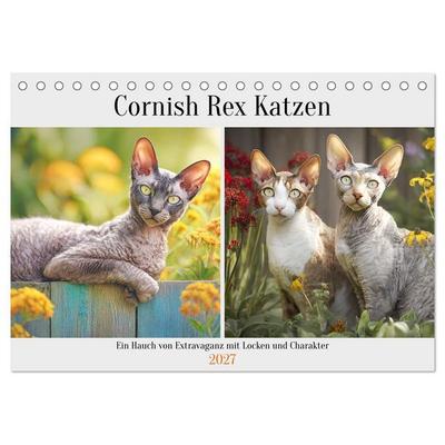 Cornish Rex Katzen. Ein Hauch von Extravaganz mit Locken und Charakter (Tischkalender 2027 DIN A5 quer), CALVENDO Monatskalender