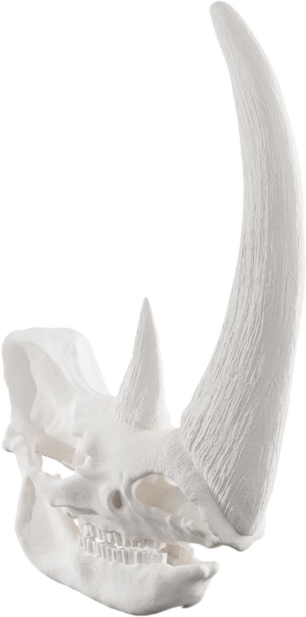 Wolharige Neushoorn Schedel Wit - 1:2 Schaalmodel Dieren Decoratie Replica - Anatomisch Model Rhino Skull
