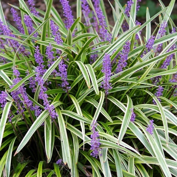 6 x Liriope muscari Variegata Glöckchentraube - Arborix - Pot van 9x9 cm