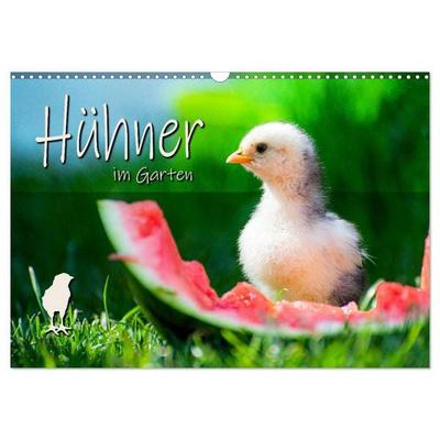Hühner im Garten (Wandkalender 2027 DIN A3 quer), CALVENDO Monatskalender