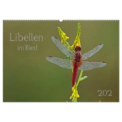 Libellen im Ried (Wandkalender 2027 DIN A2 quer), CALVENDO Monatskalender