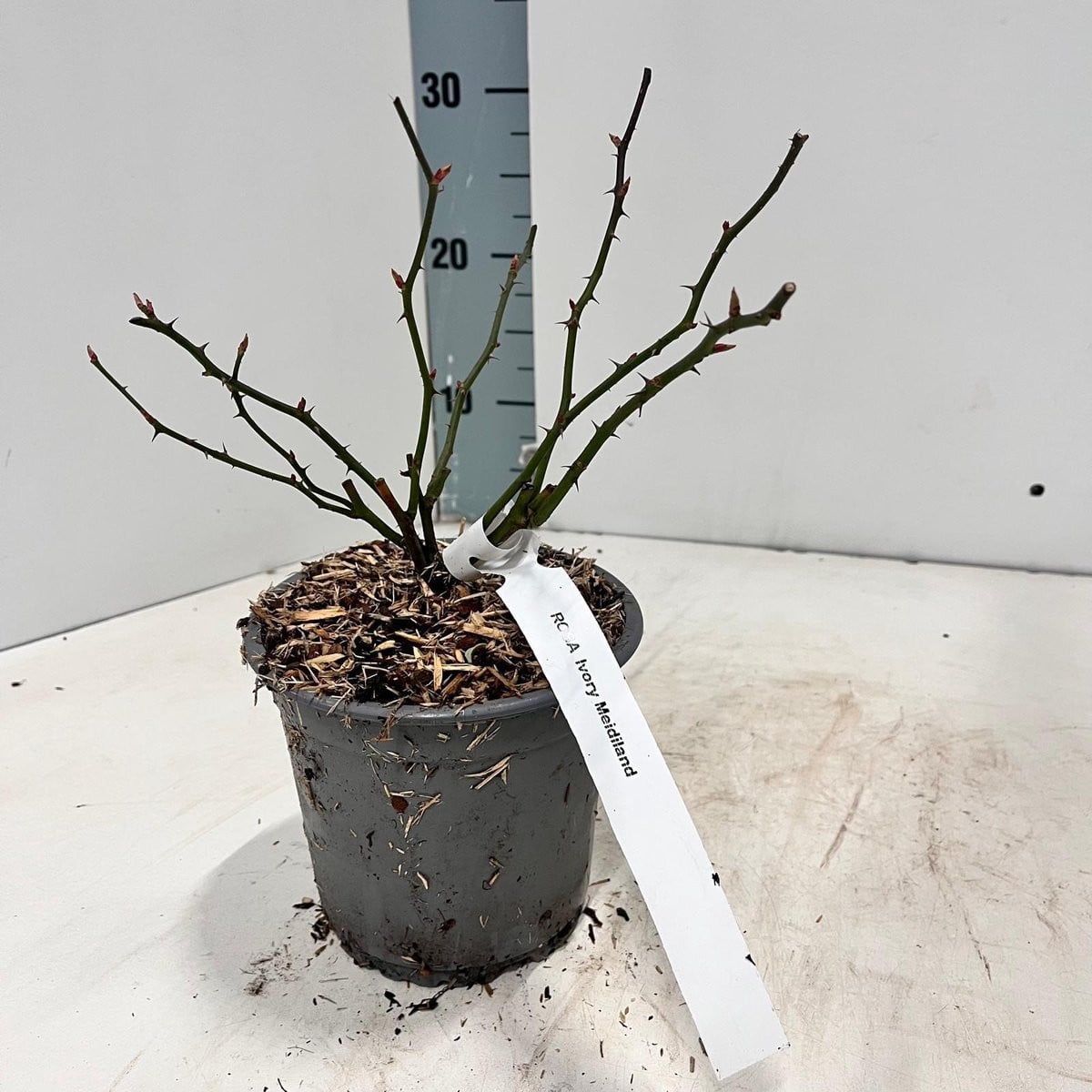 Rosa (H) 'Ivory Meidiland' ® Roos in pot