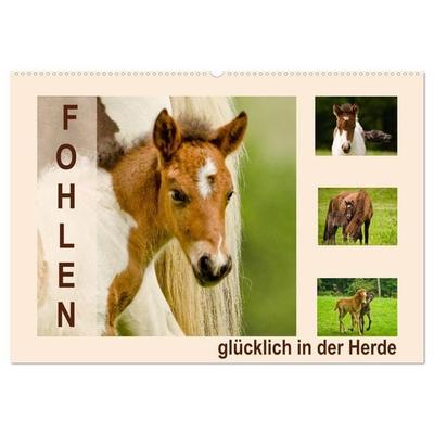 Fohlen, glücklich in der Herde (Wandkalender 2027 DIN A2 quer), CALVENDO Monatskalender