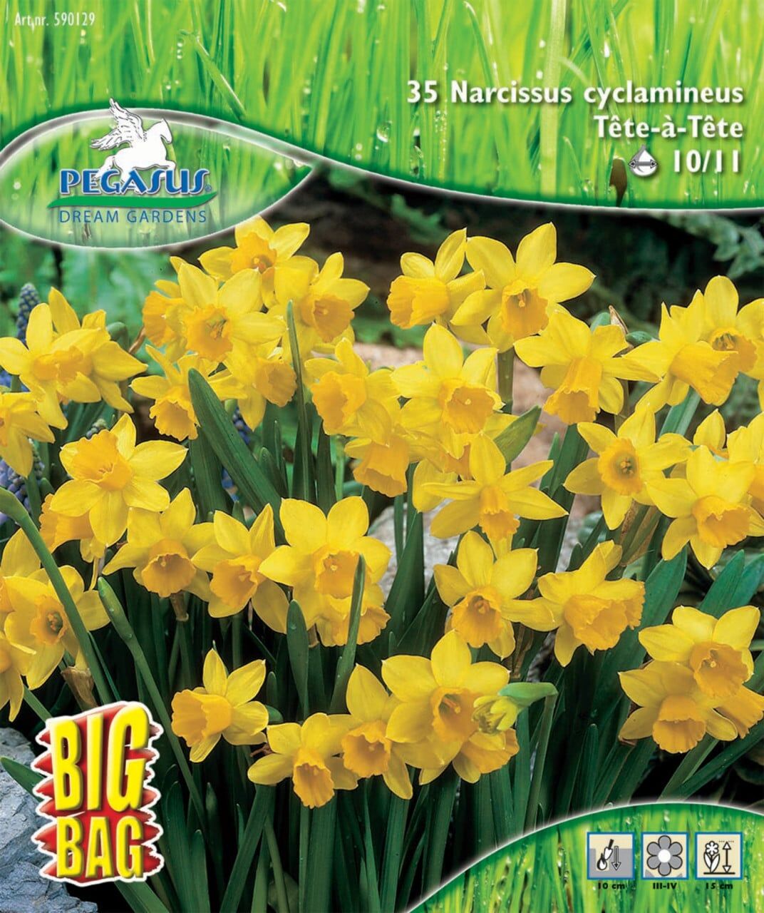 Pegasus Herbstblumenzwiebel Big Bag Narzisse Tête à Tête 35 Stück