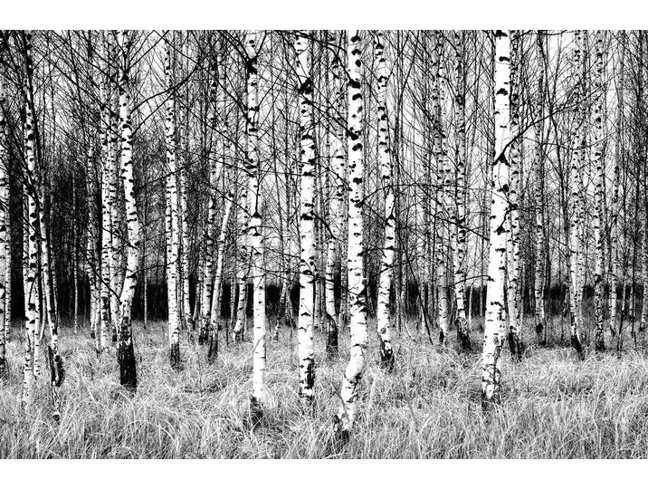 Papermoon Birkenwald Schwarz & Weiss