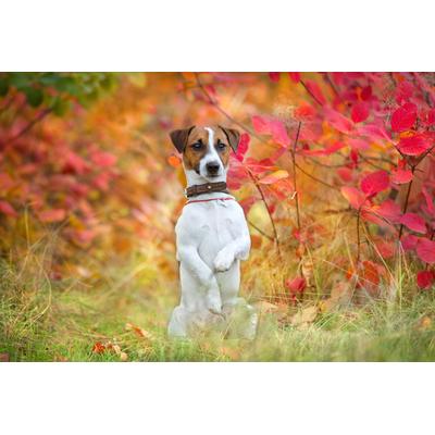 Fototapete PAPERMOON "Hund in Natur", bunt, B:2,5m L:1,86m, Vlies, Tapeten