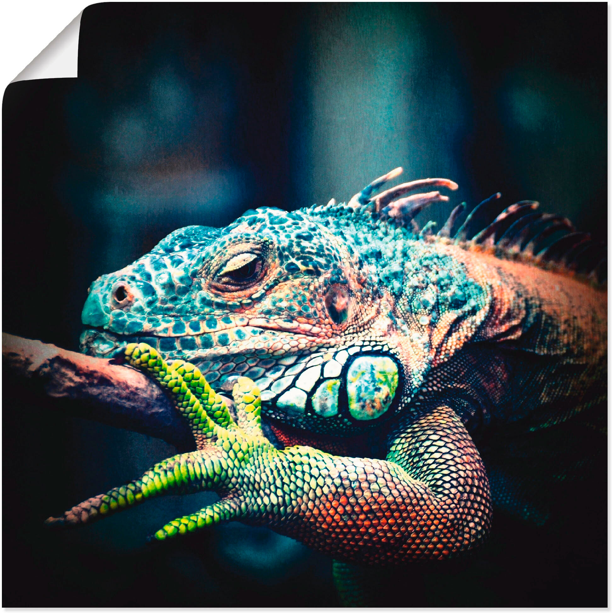 Poster ARTLAND "Leguan", blau (farbe bild(er): blau), B:40cm H:40cm, Bilder, Poster, ohne Rahmen farbe bild(er): blau B/H/T: 40cm x 40cm, Poster Reptilien quadratisch, 1 Stk.