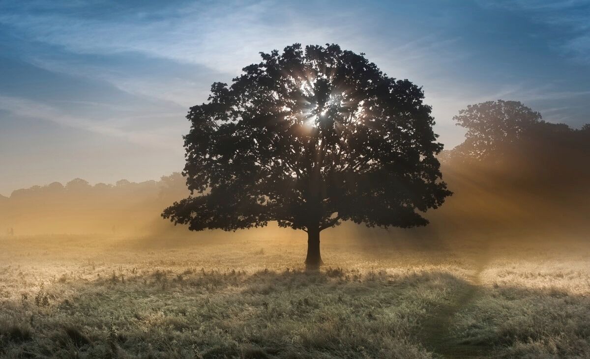Fototapete PAPERMOON "baum in landschaft", bunt, B:2,5m L:1,86m, Vlies, Tapeten, Fototapete