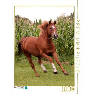 CALVENDO Puzzle Ein Motiv aus dem Kalender Pferde ... fliegen ohne Flügel | 1000 Teile Lege-Größe 64x48cm Foto-Puzzle für glückliche Stunden