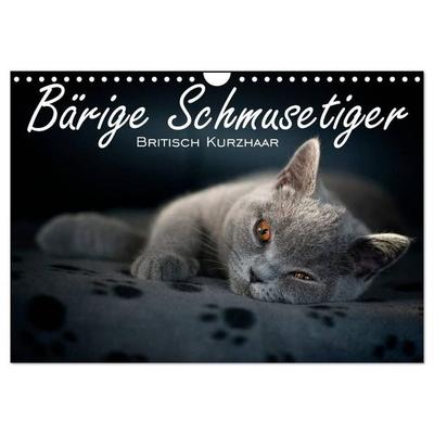 Bärige Schmusetiger - Britisch Kurzhaar / CH-Version (Wandkalender 2026 DIN A4 quer), CALVENDO Monatskalender