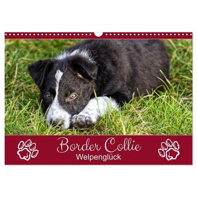 Border Collie - Welpenglück (Wandkalender 2027 DIN A3 quer), CALVENDO Monatskalender