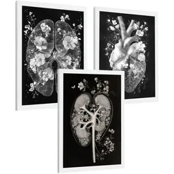 POSTER Set aus 3 Anatomie Drucke und Wandbilder mit Inneren Organen Gehirn Herz Nieren Minimalistisches Schwarz Weiß Design Größe Weißer Rahmen A4