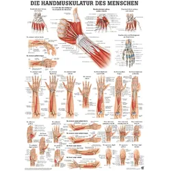anat. Poster: Die Handmuskulatur des Menschen 50 x 70 cm, laminiert