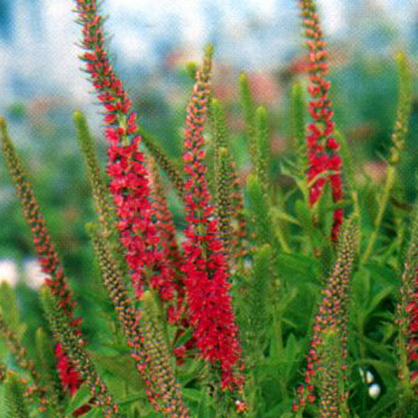 6 x Veronica spicata Rotfuchs Ehrenpreis - Pot van 9x9 cm