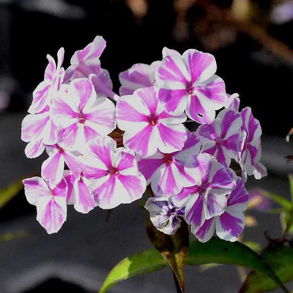 6 x Phlox maculata Natascha Vlammende bloem in pot van 9x9 cm