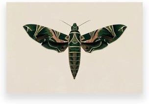 Uplifted Finds Moody Owl & Butterfly Canvas   Dark Academia Nature Art   Executive Library & Cottagecore Sanctuary Decor 3pc11803 60 X 80 Cm No Frame